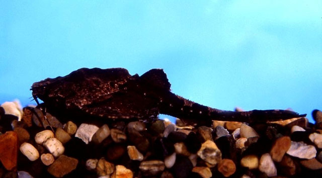 Bunocephalus verrucosus