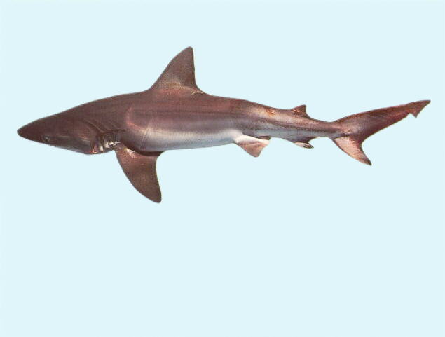 Carcharhinus altimus