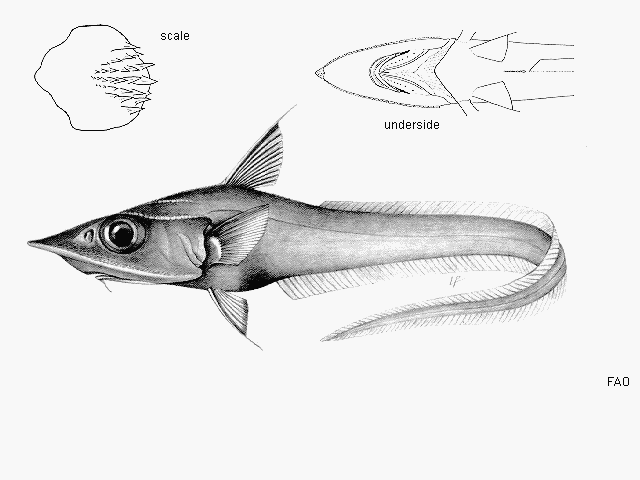 Coelorinchus anatirostris