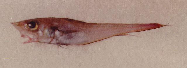 Coelorinchus caelorhincus