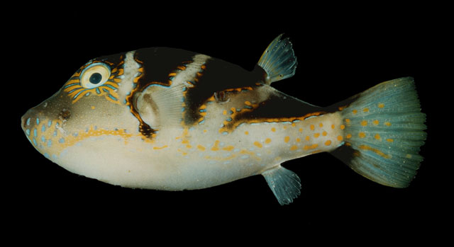 Canthigaster axiologus