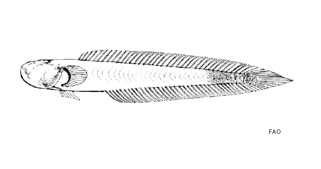Caragobius urolepis