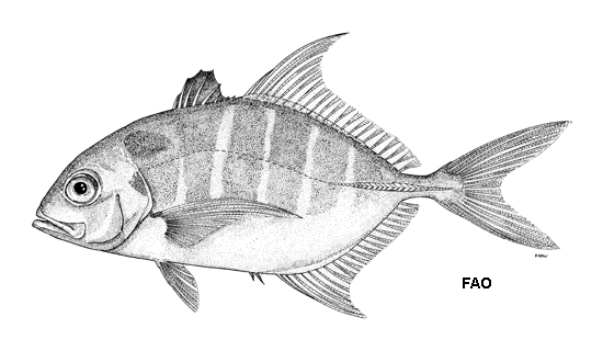 Carangichthys humerosus