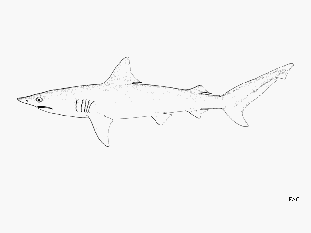 Carcharhinus isodon