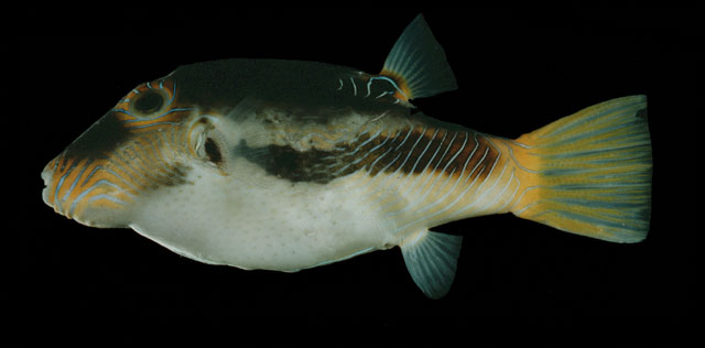 Canthigaster marquesensis