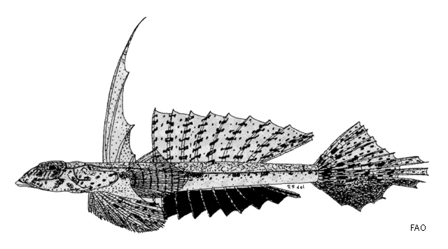 Callionymus meridionalis