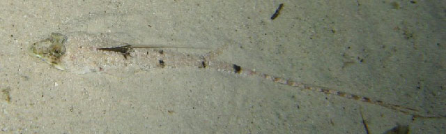 Callionymus neptunius