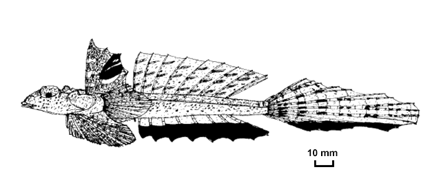 Callionymus ogilbyi