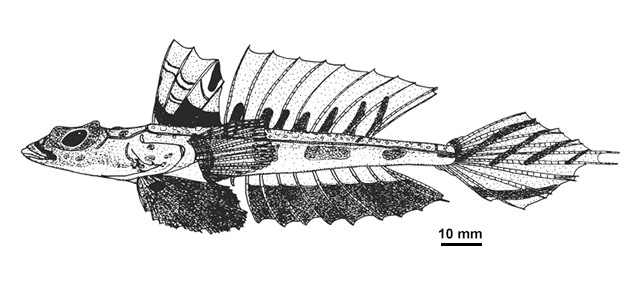Callionymus omanensis