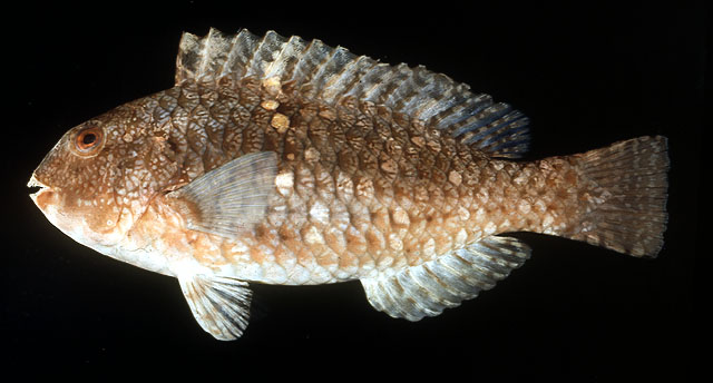 Calotomus zonarchus
