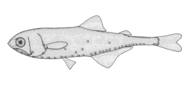 Centrobranchus nigroocellatus