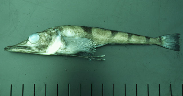 Chaenocephalus aceratus