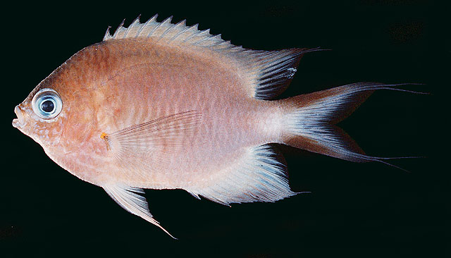Pycnochromis amboinensis