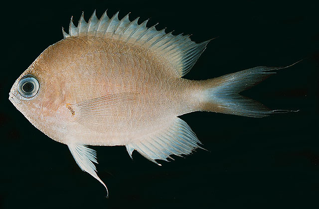 Pycnochromis amboinensis
