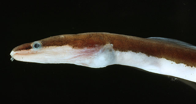 Chlopsis bicolor