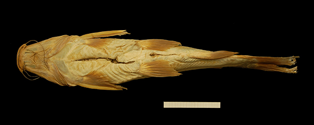 Chrysichthys brevibarbis