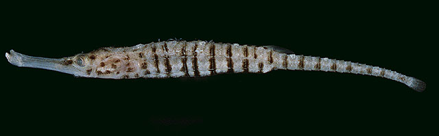 Choeroichthys cinctus