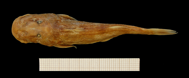 Chiloglanis congicus