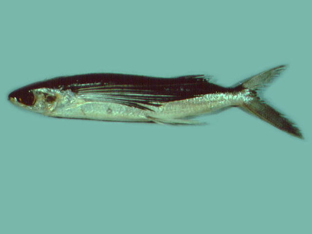 Cheilopogon cyanopterus
