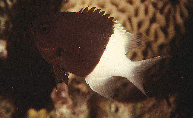 Pycnochromis dimidiatus