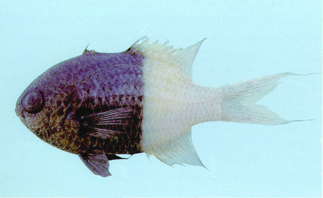 Pycnochromis dimidiatus