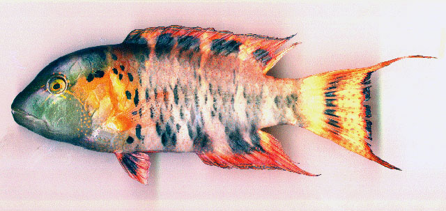 Cheilinus fasciatus