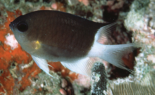 Pycnochromis flavipectoralis