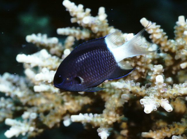 Pycnochromis margaritifer