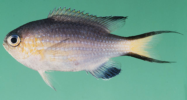 Pycnochromis nigrurus