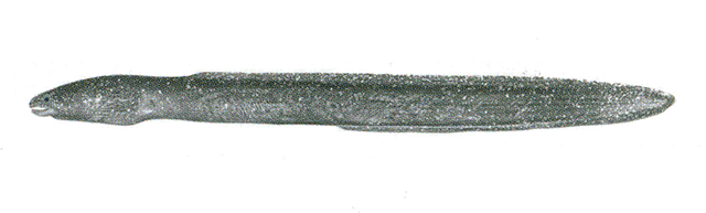 Chilorhinus platyrhynchus