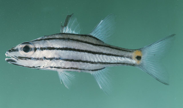 Cheilodipterus quinquelineatus