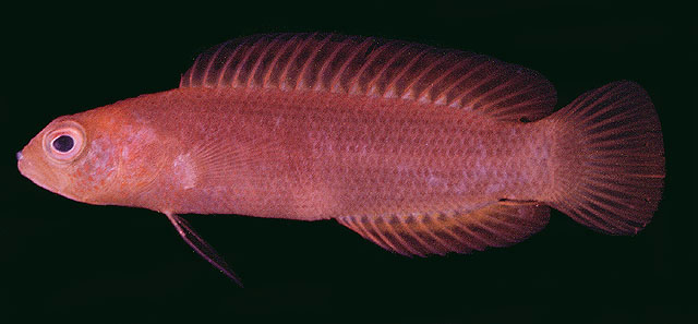 Chlidichthys smithae