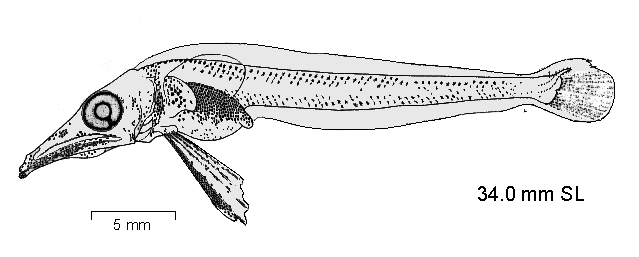 Chaenodraco wilsoni