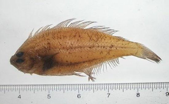 Citharichthys arctifrons