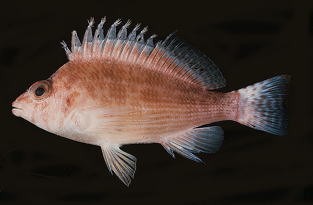 Cirrhitichthys bleekeri
