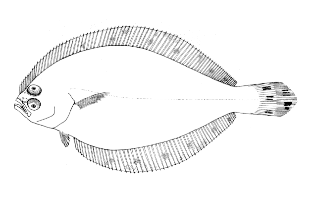 Citharichthys macrops