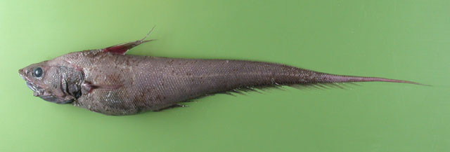 Coryphaenoides armatus