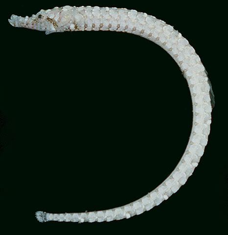 Cosmocampus banneri