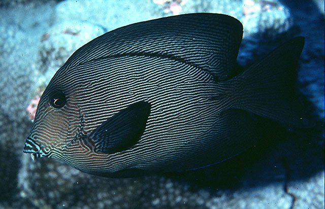 Ctenochaetus hawaiiensis
