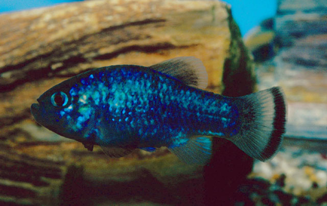 Cyprinodon alvarezi