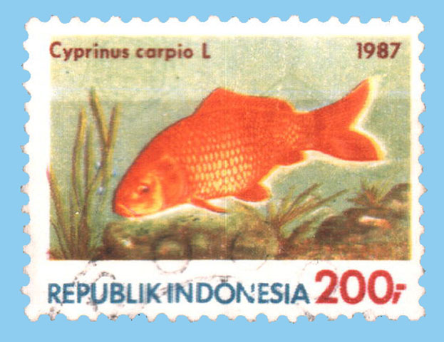 Cyprinus carpio