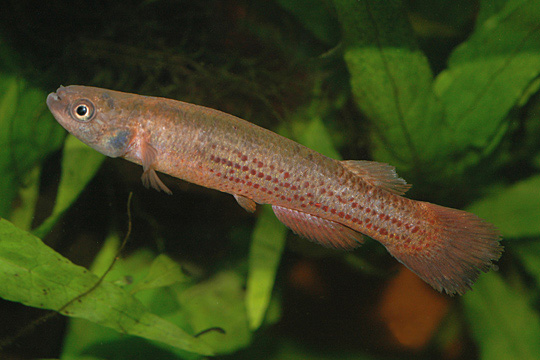 Cynodonichthys frommi
