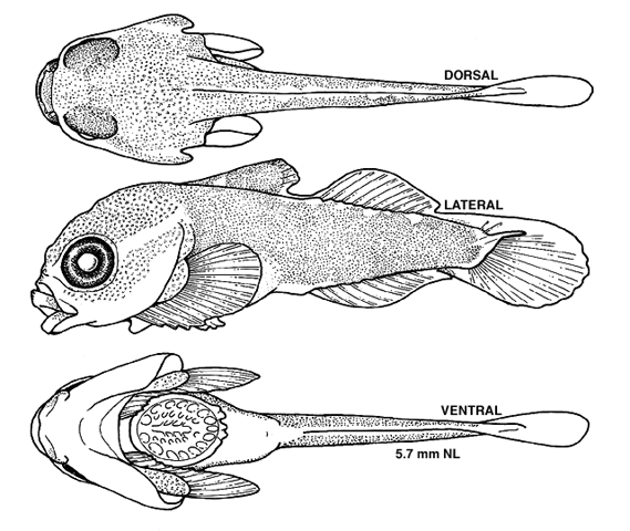 Cyclopterus lumpus