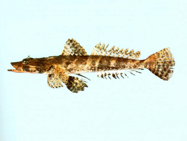 Cymbacephalus nematophthalmus