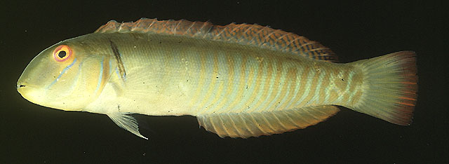Cymolutes torquatus