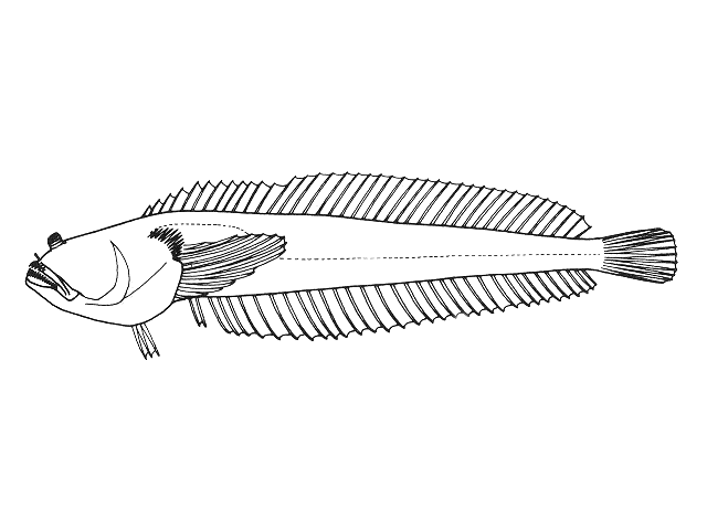 Dactyloscopus tridigitatus