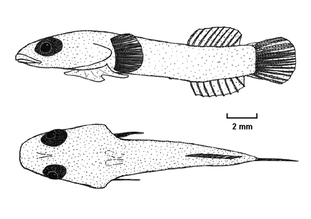 Diplecogaster ctenocrypta