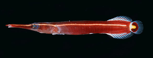 Diademichthys lineatus