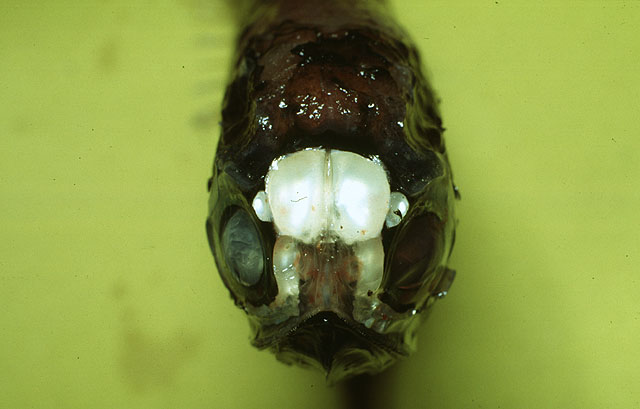Diaphus metopoclampus