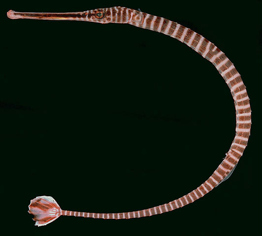 Dunckerocampus multiannulatus